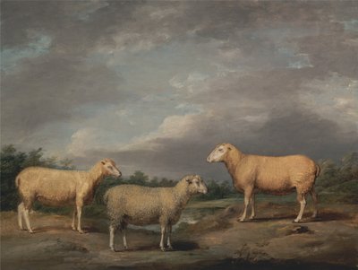 Moutons Ryelands, le bélier du roi, la brebis du roi et le mouton de Lord Somerville - James Ward